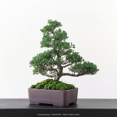 【官網限定】紀州真柏｜OWTP5046