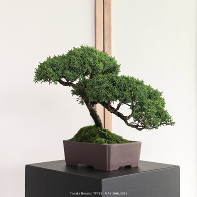 紀州真柏｜TP7836