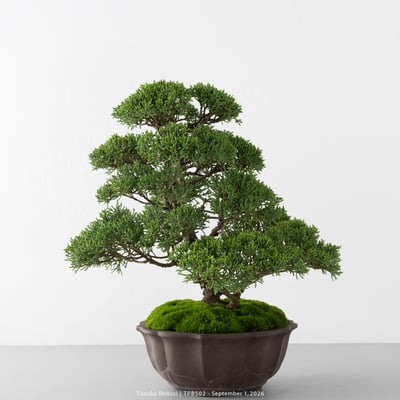 紀州真柏｜TPB5021