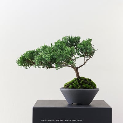 台灣真柏｜TTP5413