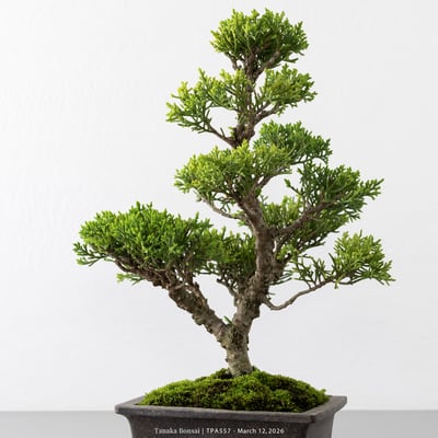 紀州真柏｜TPA5578