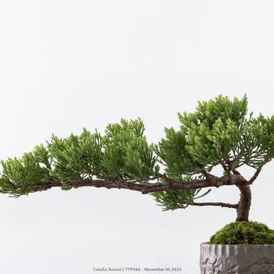 台灣真柏｜TTP5669