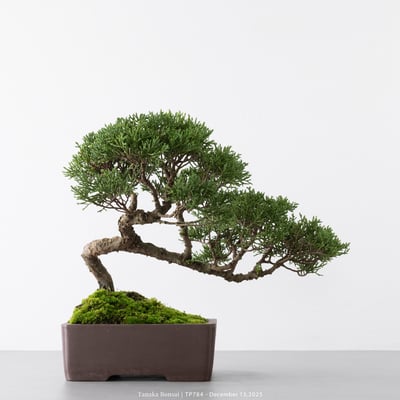 紀州真柏｜TP7846