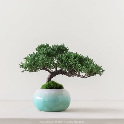 紀州真柏｜TPA5191