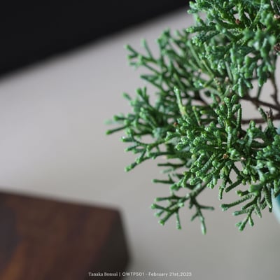 【官網限定】紀州真柏｜OWTP5018