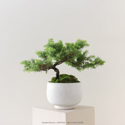 黃金杜松｜GDP5442