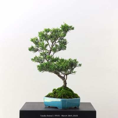 系魚川真柏｜IP5153