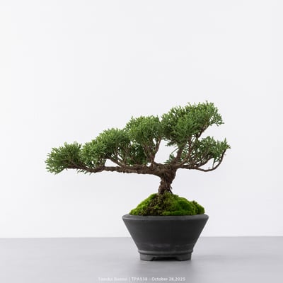 紀州真柏｜TPA5388