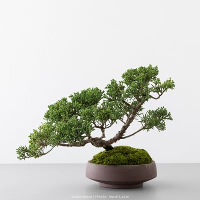 紀州真柏｜TPA5564