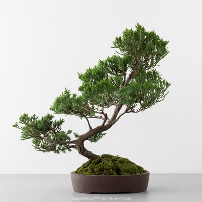 臺灣真柏｜TTP5827