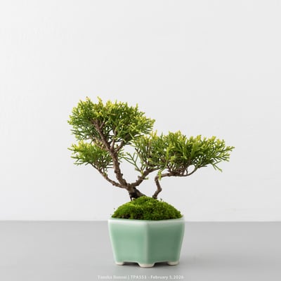 紀州真柏｜TPA5537