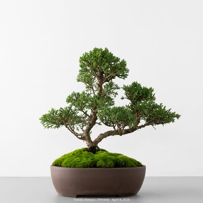 紀州真柏｜TPA5684