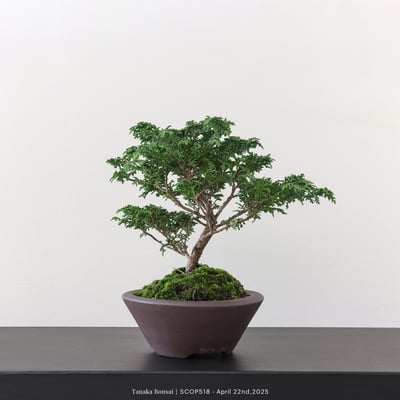 姬檜木｜SCOP5185