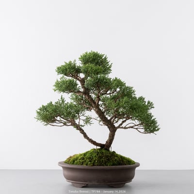 紀州真柏｜TP7865