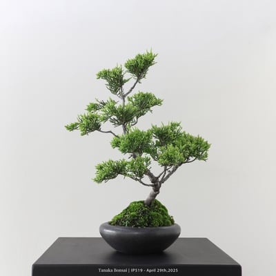 系魚川真柏｜IP5196