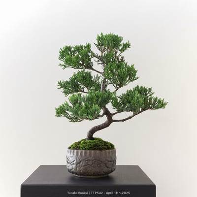 台灣真柏｜TTP5423