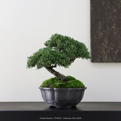 紀州真柏｜TPA5164