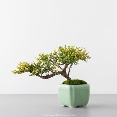 紀州真柏｜TPA5664