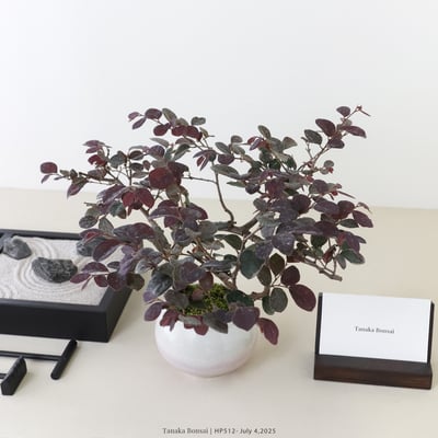 紅花繼木｜HP5127