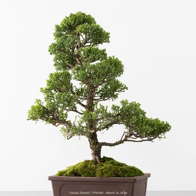 紀州真柏｜TPA5608