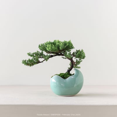 【官網限定】珍珠柏｜OWSP5051