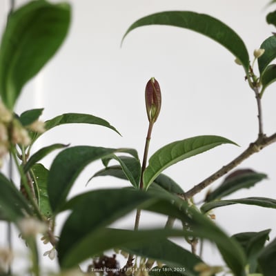 桂花｜FP5148