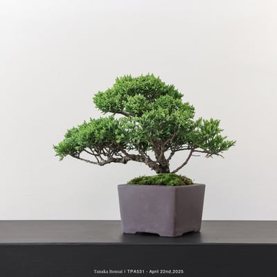 紀州真柏｜TPA5315