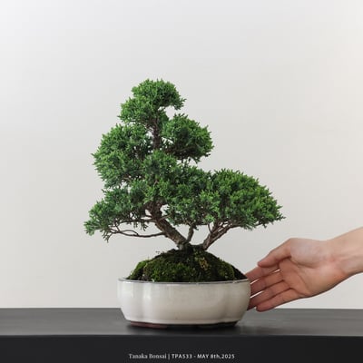 紀州真柏｜TPA5331