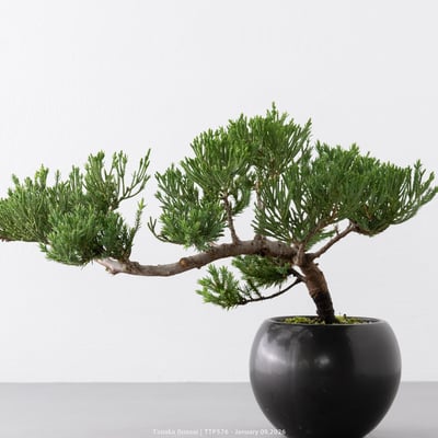 台灣真柏｜TTP5768