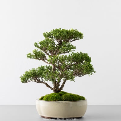 紀州真柏｜TPA5596