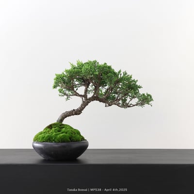 宮坂系魚川真柏｜MP5386