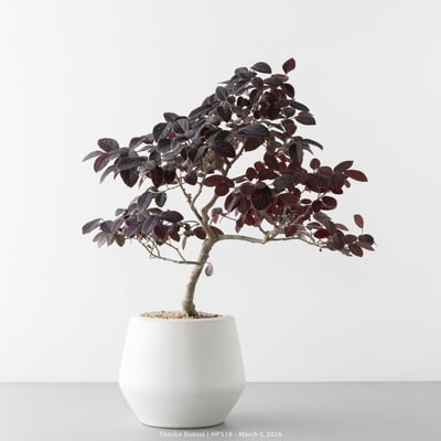 紅花繼木｜HP5193