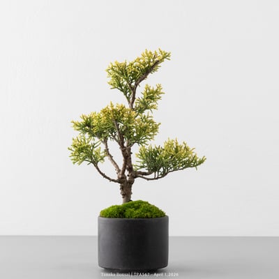 紀州真柏｜TPA5677