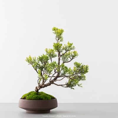 系魚川真柏｜IP5243