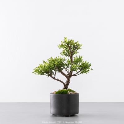 紀州真柏｜TPA5397