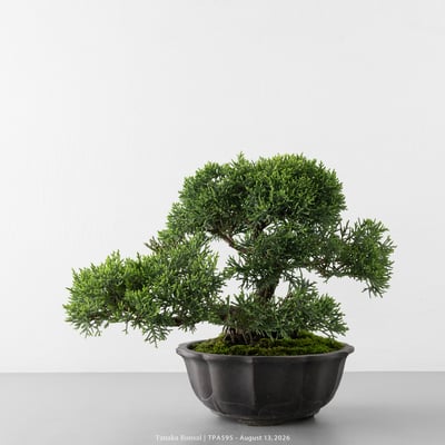 紀州真柏｜TPA5958