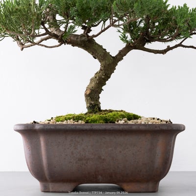 台灣真柏｜TTP7363