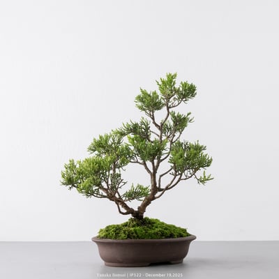 系魚川真柏｜IP5227