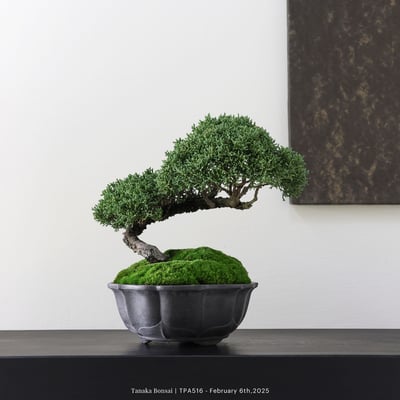 紀州真柏｜TPA5163