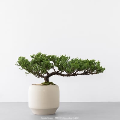 台灣真柏｜TTP5726