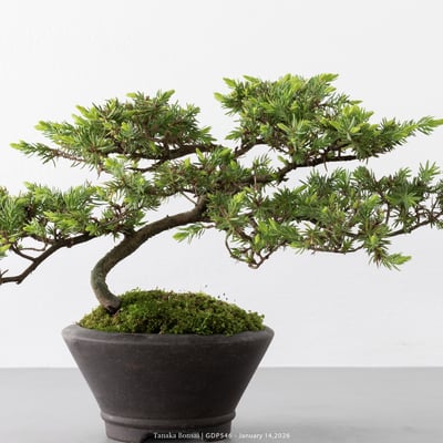 黃金杜松｜GDP5463