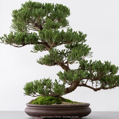 台灣真柏｜TTP7358