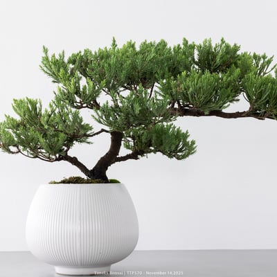 台灣真柏｜TTP5705