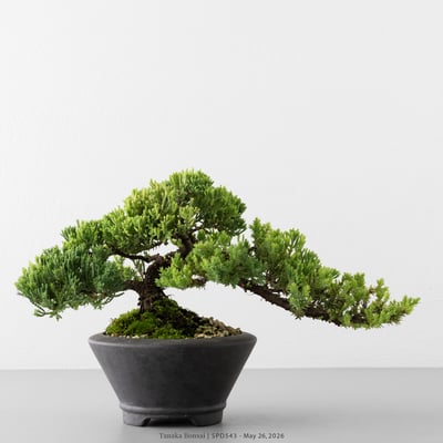珍珠柏｜SPD5431