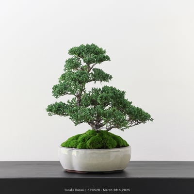 紀州真柏｜TPA5281