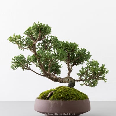 紀州真柏｜TPA5569