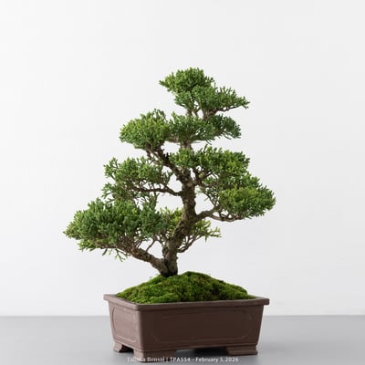 紀州真柏｜TPA5547