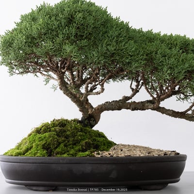 紀州真柏｜TP7853