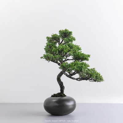 宮坂系魚川真柏｜MP5295