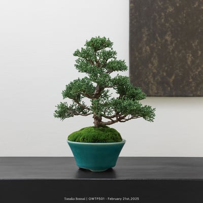 【官網限定】紀州真柏｜OWTP5016